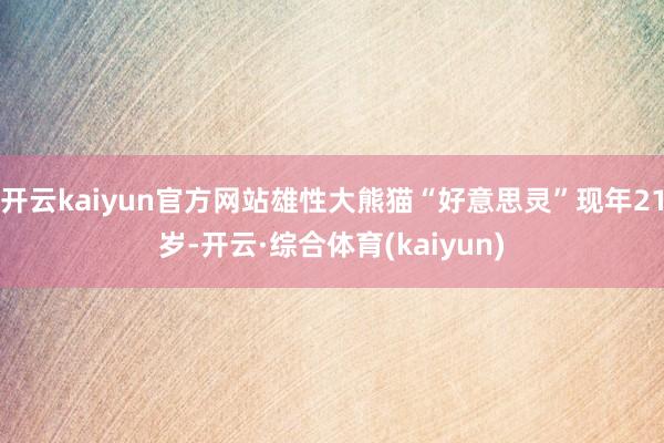 开云kaiyun官方网站雄性大熊猫“好意思灵”现年21岁-开云·综合体育(kaiyun)